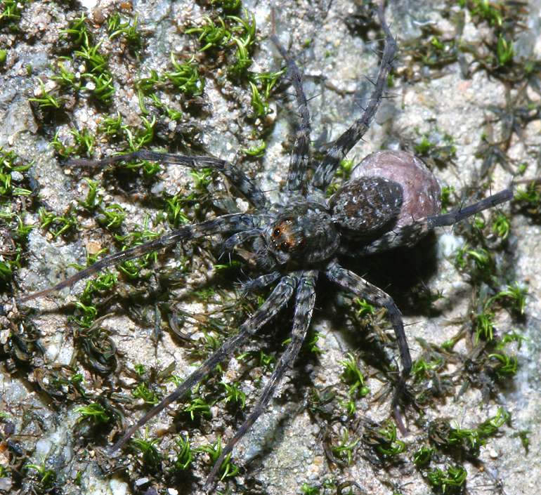 wolf spider with egg sac