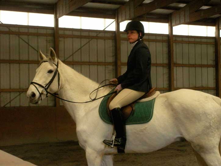 Silver Streak, imported Irish Draught Sport Horse, show jumper, hunter, eventer