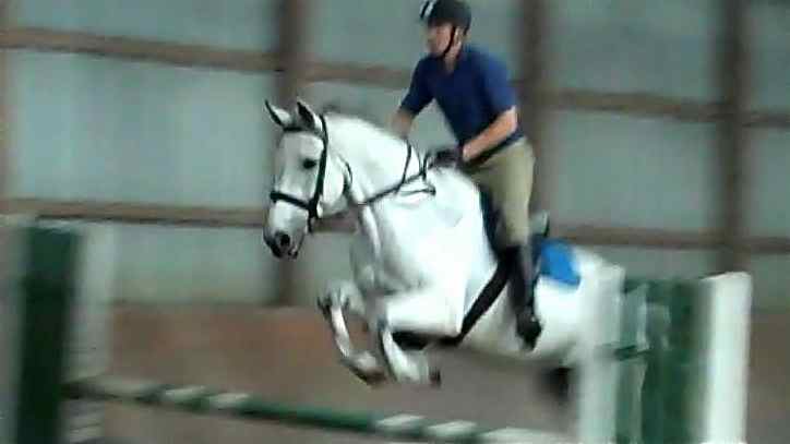 Silver Streak, imported Irish Sport Horse, show jumper, hunter, eventer