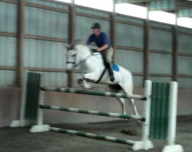 Silver Streak, imported Irish Sport Horse, show jumper, hunter, eventer