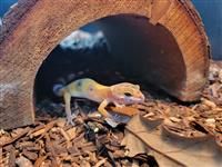 Leopard Gecko: 