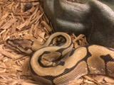 Ball Python: 