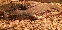 Savannah Monitor: 