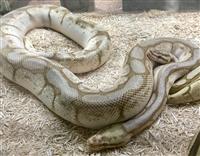 Ball Python: 