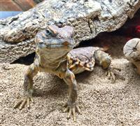 Uromastyx: 