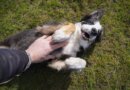 Are Dogs Ticklish? – Whole Dog Journal