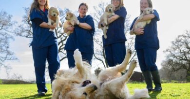 Guide Dog Nicknamed ‘DogFather’ Retires After Fathering Over 300 Puppies