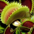 Dionaea