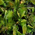 Dionaea