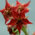 Drosera adelae