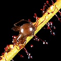 Drosera filiformis