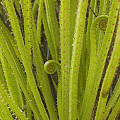 Drosophyllum seedling