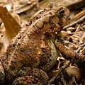 Bufo americanus