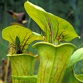 Sarracenia flava