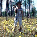 Sarracenia alata