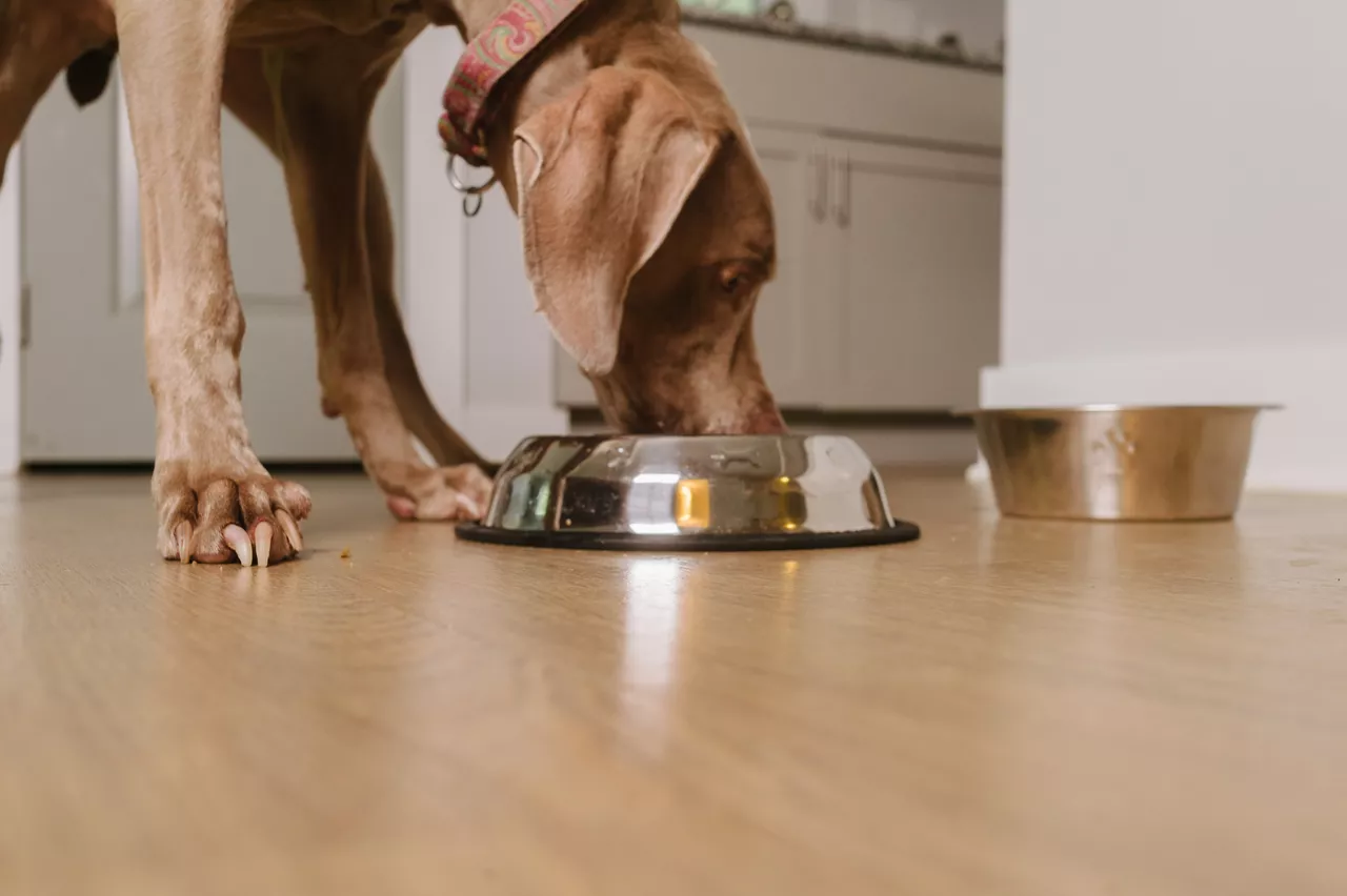 Weimaraner dog eating food