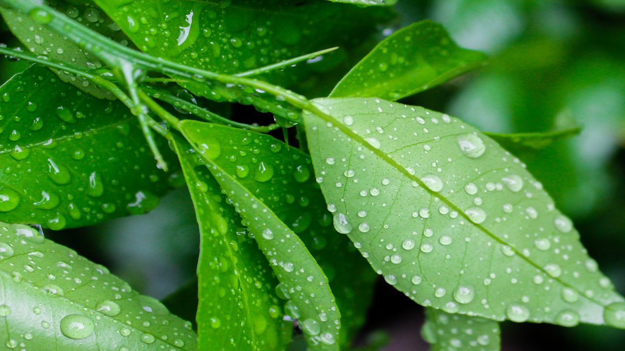 Green leaves with dew drops