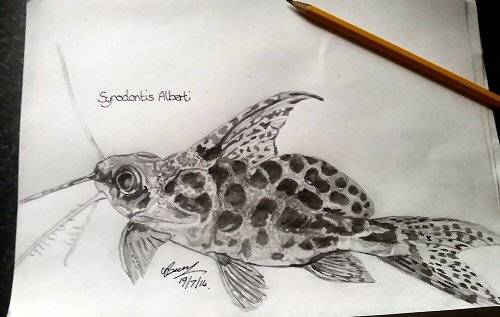 Synodontis alberti