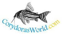 CorydorasWorld