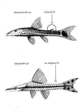 Parotocinclus=Otocinclus