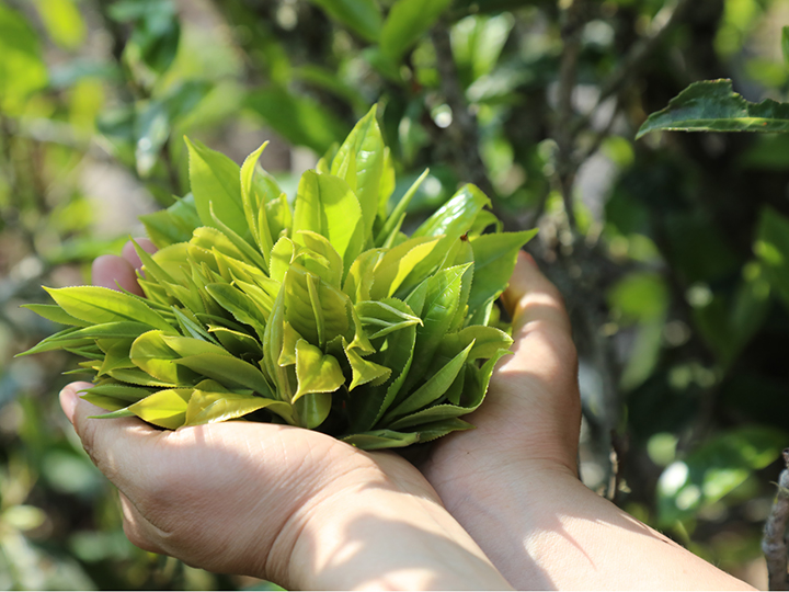 好茶源自好茶园,好茶有源在“临沧”,好茶缘在「小茶控·古树茶」