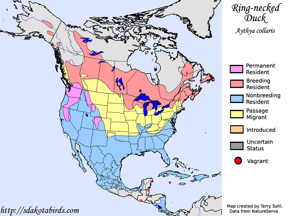 Range Map for the Ring-necked Duck