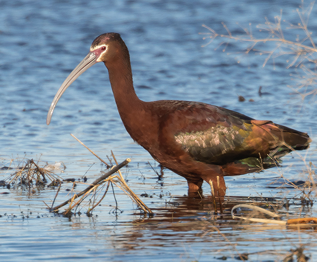 White-faced Ibis - Plegadis chihi