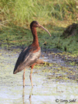 Glossy Ibis - Plegadis falcinellus