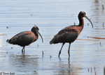 White-faced Ibis 11 - Plegadis chihi