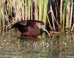 White-faced Ibis 12 - Plegadis chihi