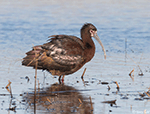 White-faced Ibis 19 - Plegadis chihi