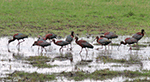 White-faced Ibis 23 - Plegadis chihi