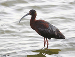 White-faced Ibis 5 - Plegadis chihi