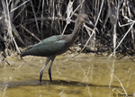 White-faced Ibis 8 - Plegadis chihi