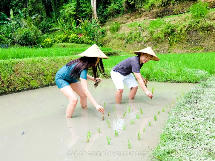 Four Seasons Sayan Balinese Farmer 18-min