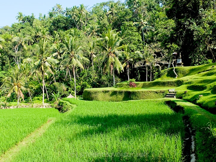 Four Seasons Sayan Balinese Farmer 2-min