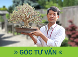 Dụng cụ Bonsai