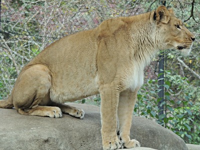 Lion  