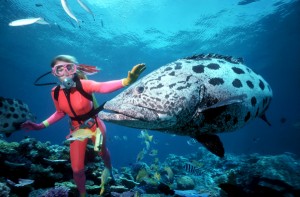 Great Barrier Reef, Australia