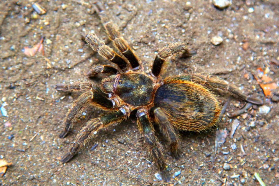 Unfortunately, these were also all over our campsite. When I see them I have to just walk away, they make me almost faint with fear. I don't want to kill them, but I also just want to pretend that spiders that big and hairy don't really live on this planet.