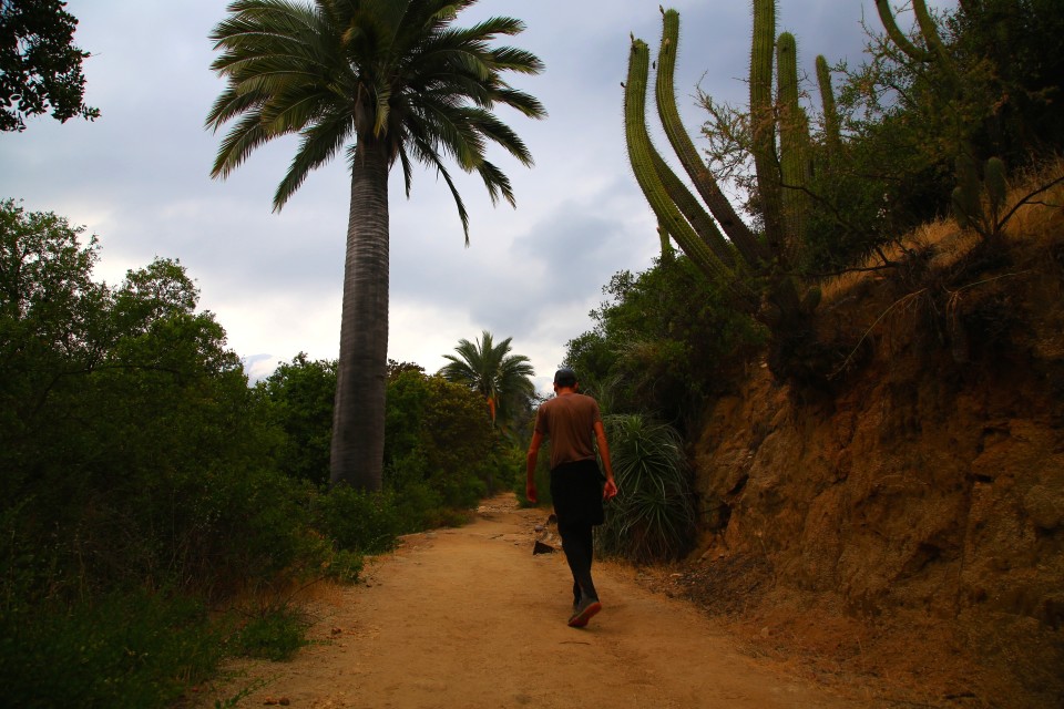 Sam hiking among the palm trees and cactus. We saw huge humming birds feed on the cactus flowers. They were pretty amazing.