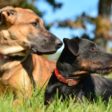 Obedience Training