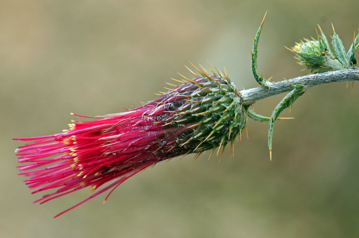 Arizona Thistle has medium size showy red, pink or purple flowers, rarely white. Note flowers are discoid only. Also note that the phyllaries surrounding the flower heads are armed with a sharp spine. Cirsium arizonicum