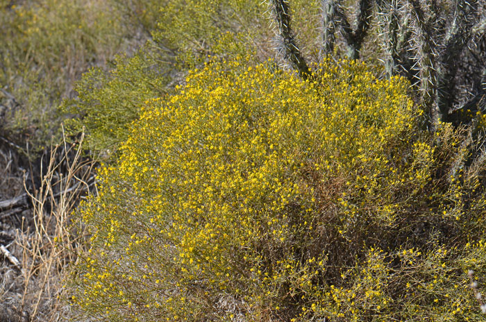 Late Snakeweed is a relatively small sub-shrub growing up to about 1 foot (30 cm) tall. Plants are usually herbaceous however they sometimes woody at base. Stems are green. Gutierrezia serotina