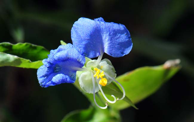 Commelina erecta, Whitemouth Dayflower, Southwest Desert Flora