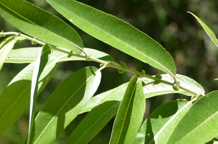 Peachleaf Willow has green peach-shaped deciduous leaves, shiny above and turning yellow in the fall.  Salix amygdaloides