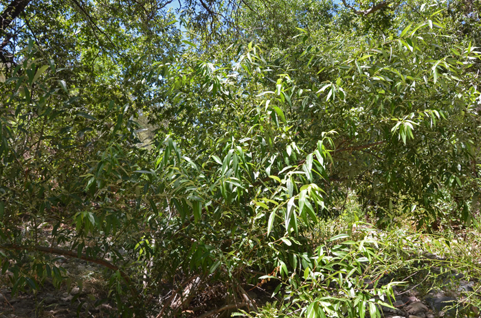 Peachleaf Willow is found across the United States and prefer elevations between 5,000 to 6,400 feet (1,600 to 2,100 m). In the southwestern and western United States, cottonwood-willow habitat provides excellent habitat, nesting, food and shelter for a wide range of birds including raptors, waterfowl, upland game birds and songbirds. Salix amygdaloides