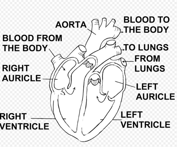 Caring for the Human Heart