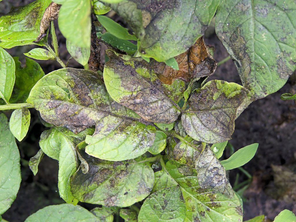 Phytophthora blight