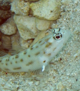 Sand Shrimpgoby Ctenogobiops feroculus